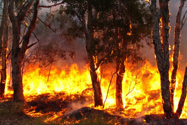 Sud Pontino / Incendi boschivi: bisogna lavorare alla “prevenzione”, la lettera delle Associazioni