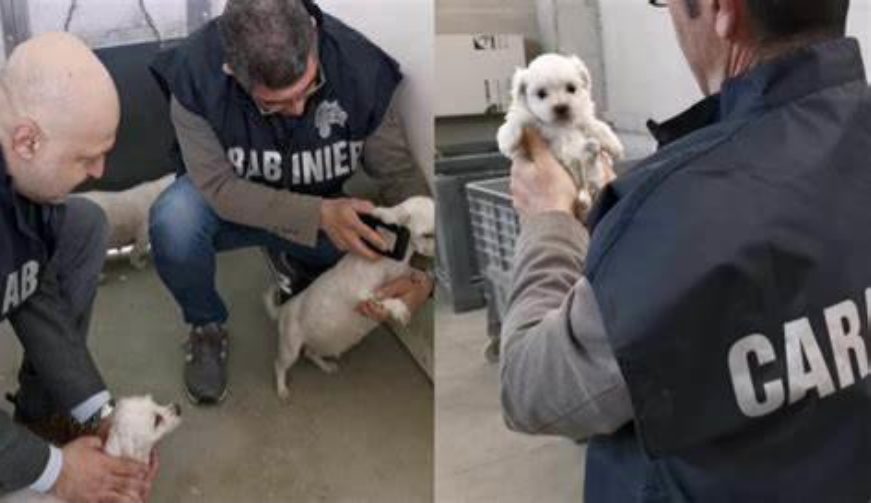 Cisterna / Allevamento irregolare di Chihuahua, multa e sequestro di trentadue cani