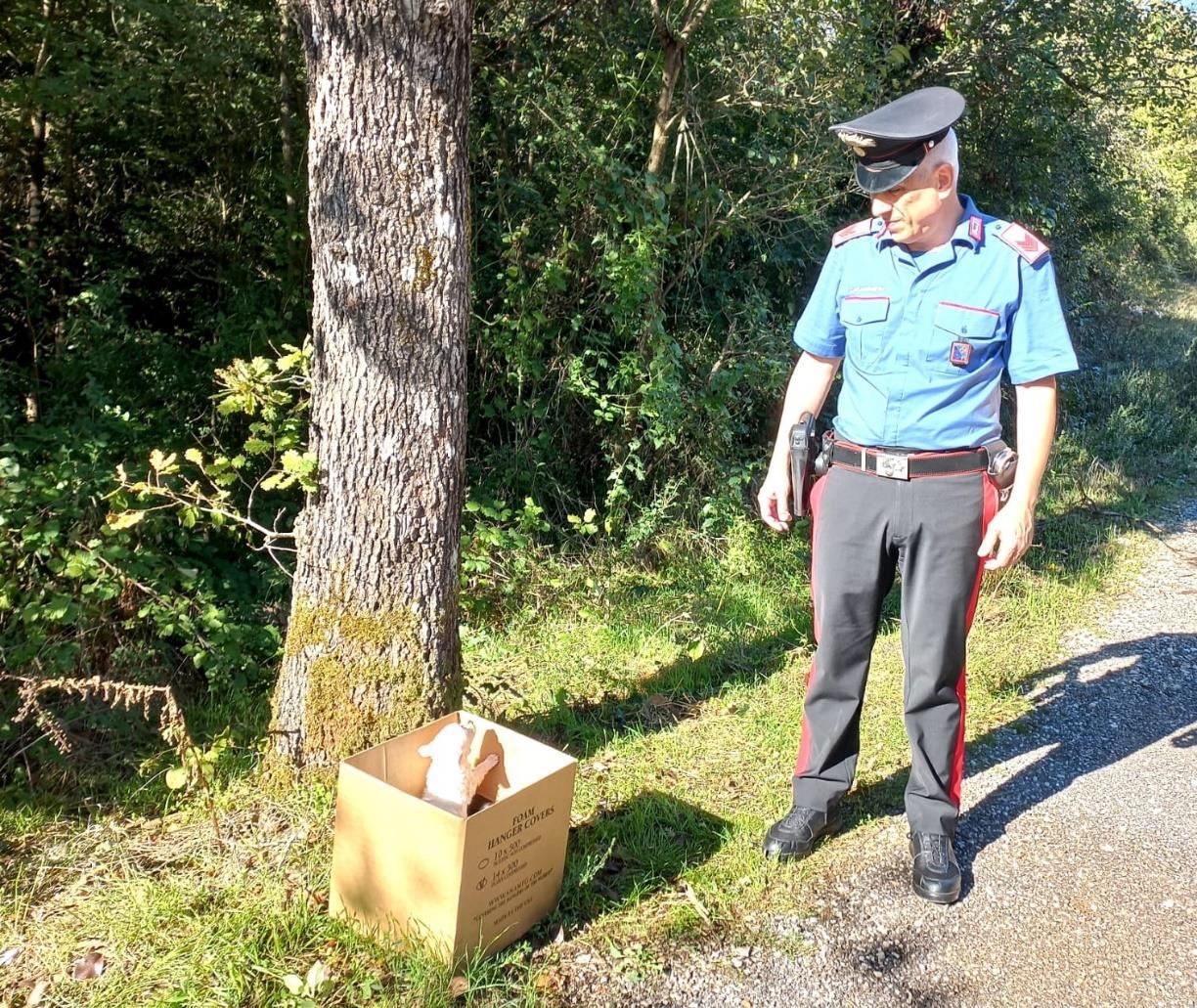 Lenola / In località Le Strette abbandonati cuccioli di cane in un canale di scolo