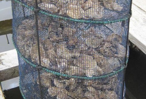 Gaeta / Impianti di molluschicoltura: valutare protocolli “innovativi” per la diversificazione produttiva