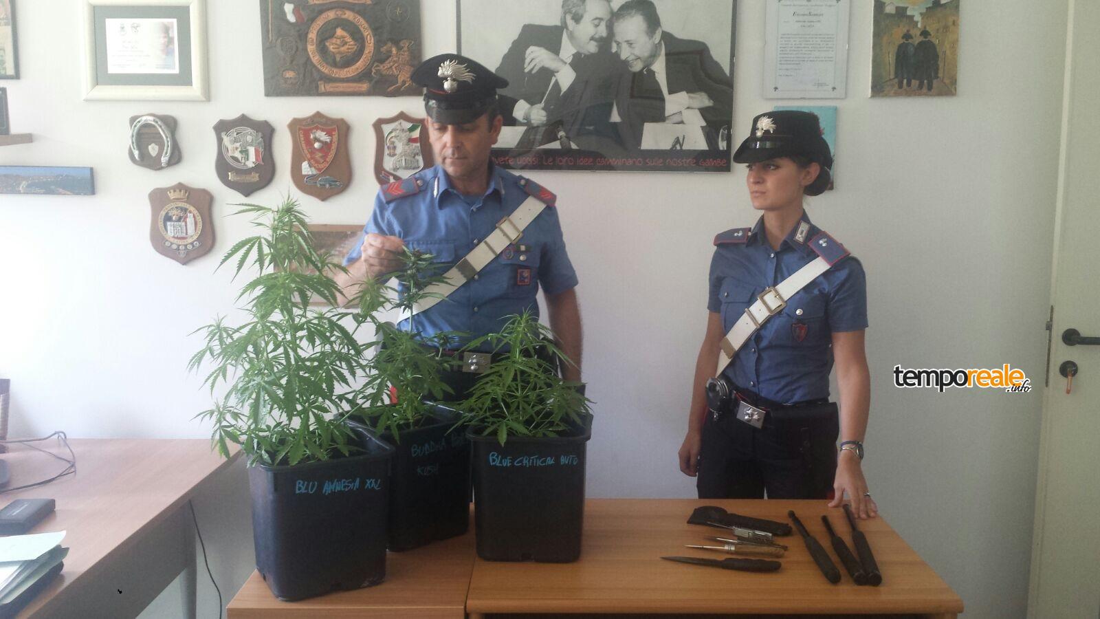 marijuana terricina sequestro