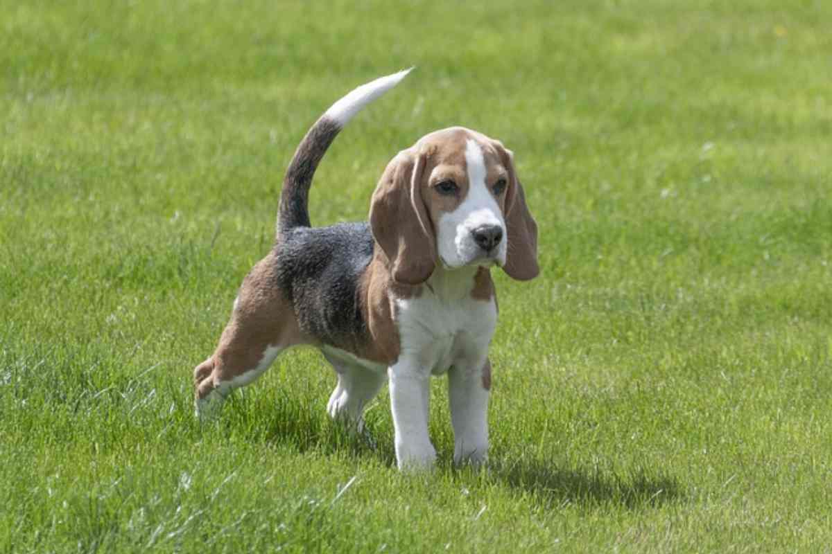 Beagle