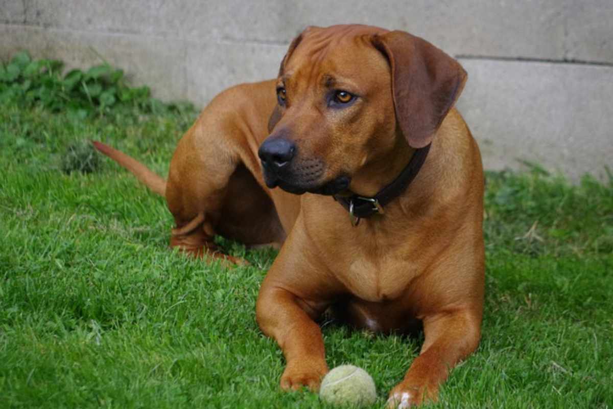 cane Rhodesian