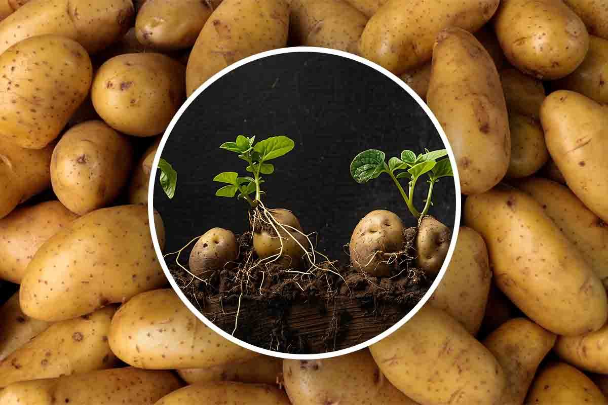 Questo trucco ti aiuterà a non far germogliare le patate: lo usano tutti