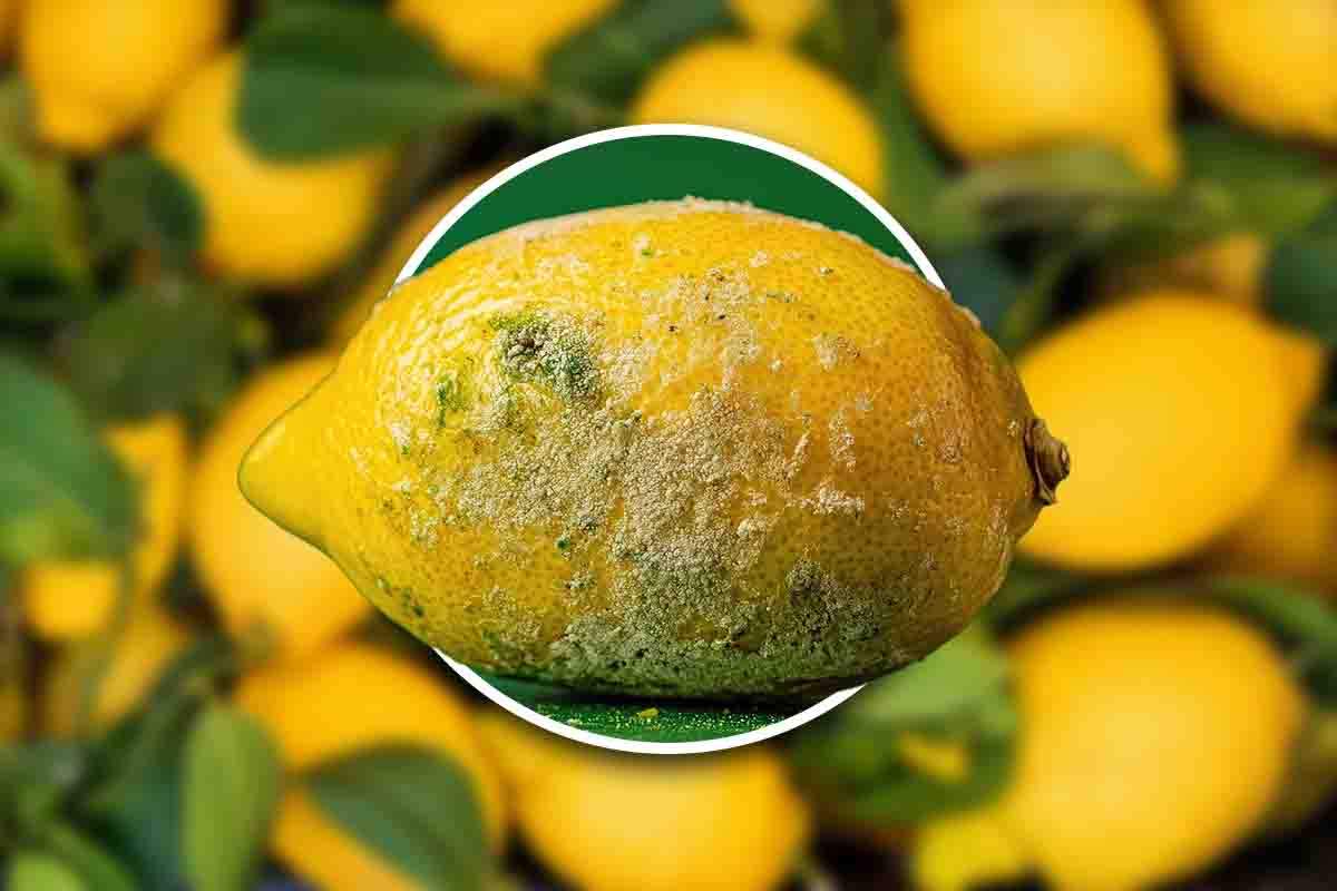 Così i tuoi limoni non avranno più la muffa: il consiglio vincente per conservarli