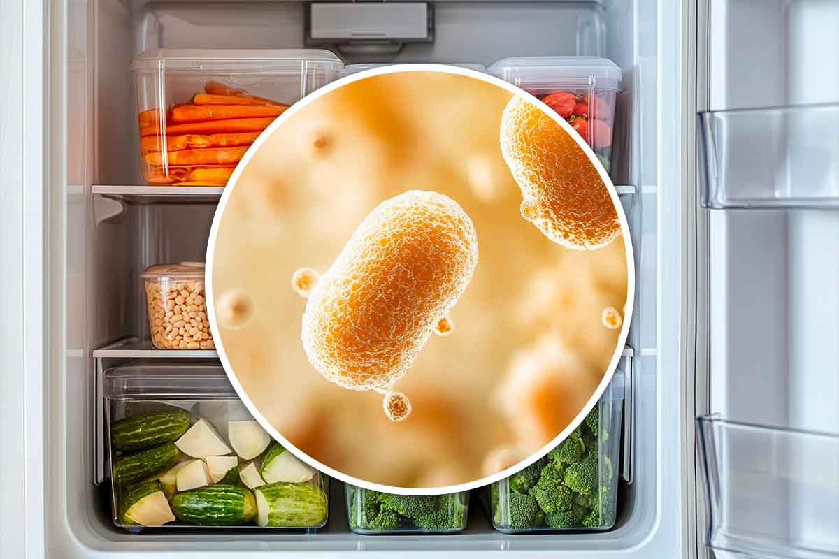 Occhio a come usi il tuo freezer: potresti causare la presenza di batteri