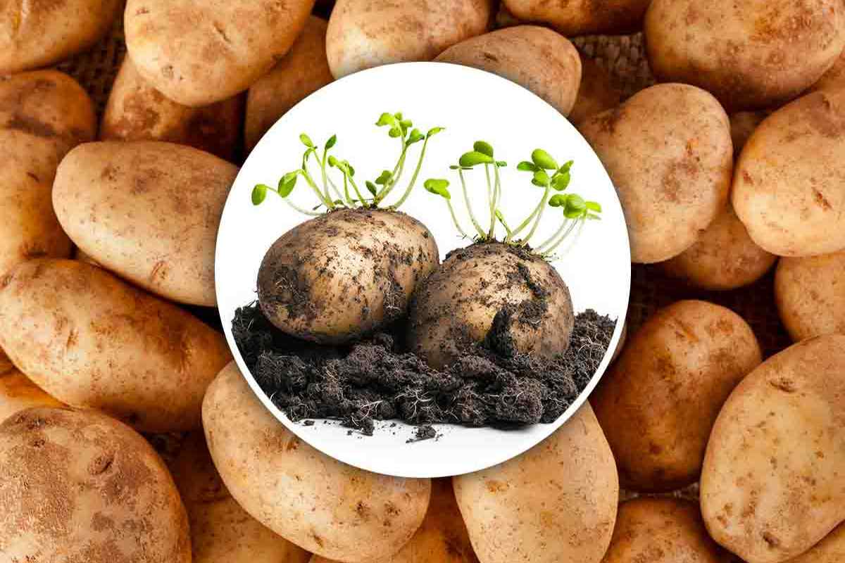 Non gettare le patate germogliate, questo è il modo corretto di utilizzarle