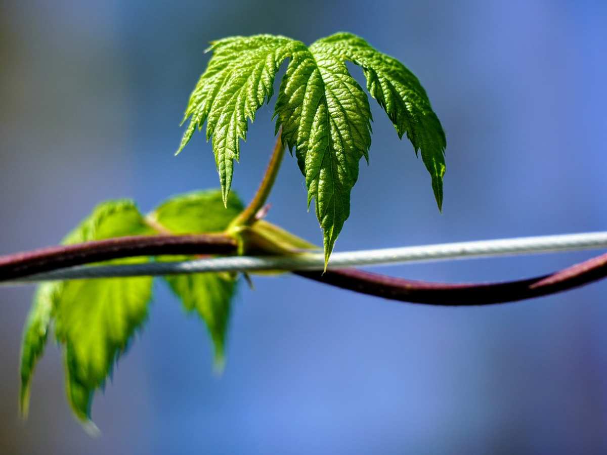 foglia di una pianta