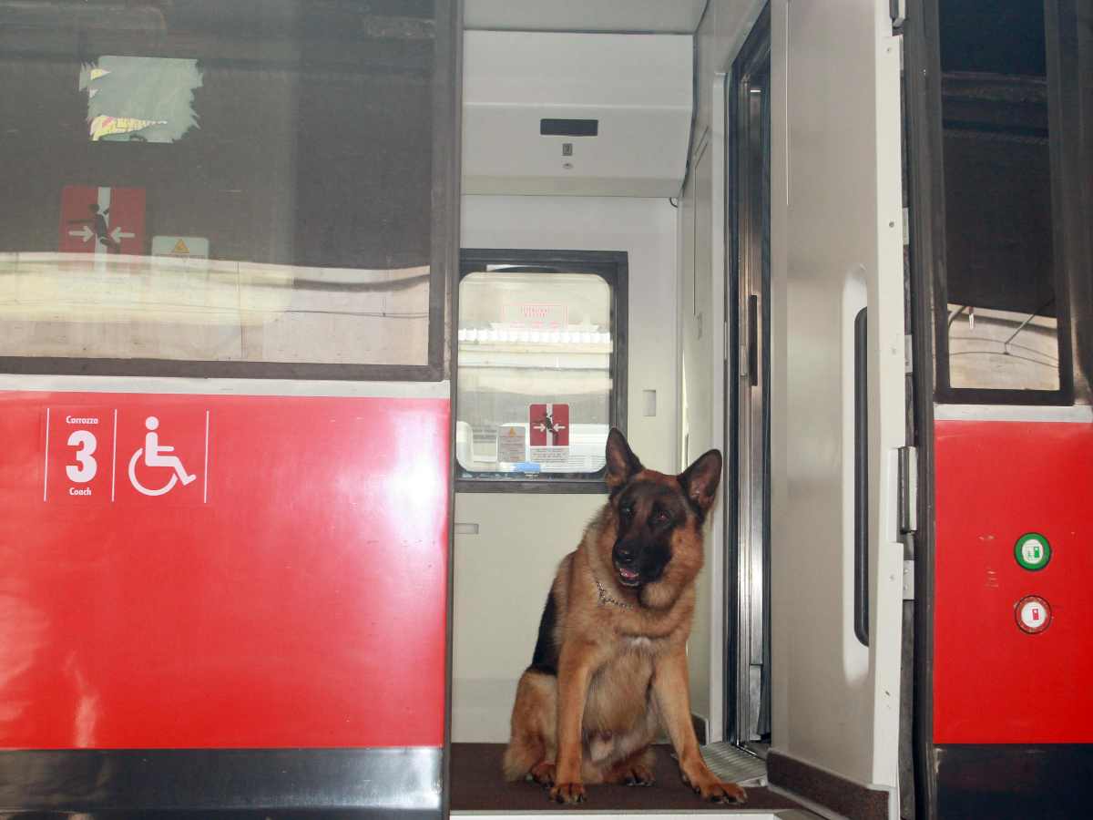 Cane Rex sul treno